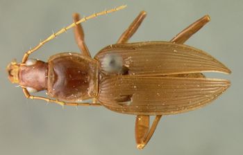 Media type: image;   Entomology 19515 Aspect: habitus dorsal view